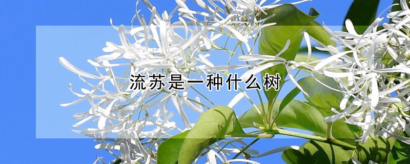 流蘇是一種什么樹