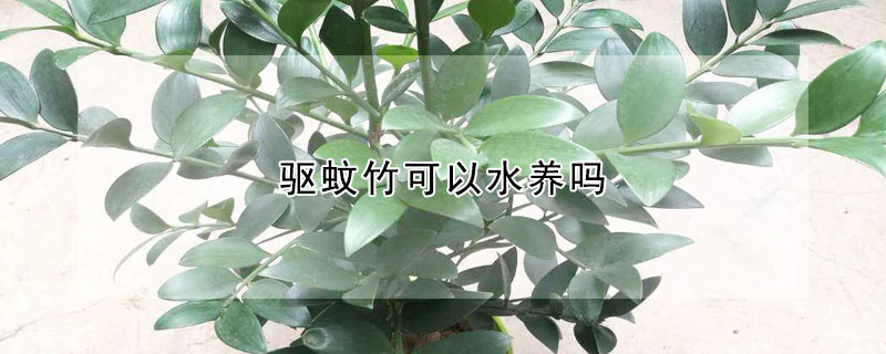 驅(qū)蚊竹可以水養(yǎng)嗎