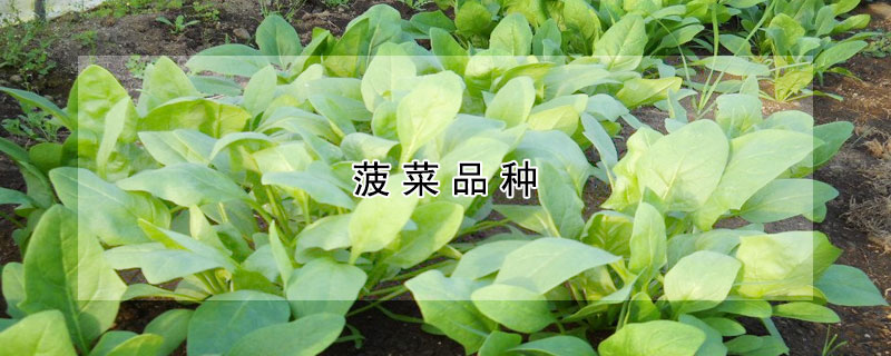 菠菜品種