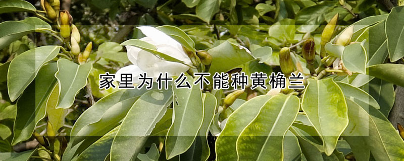 家里為什么不能種黃桷蘭