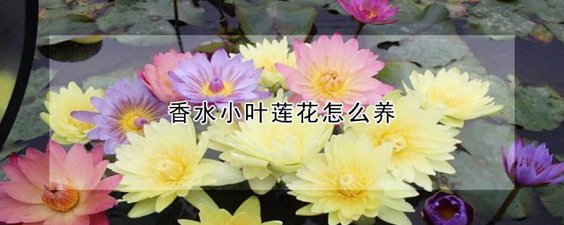 香水小葉蓮花怎么養