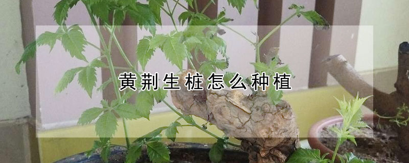 黃荊生樁怎么種植