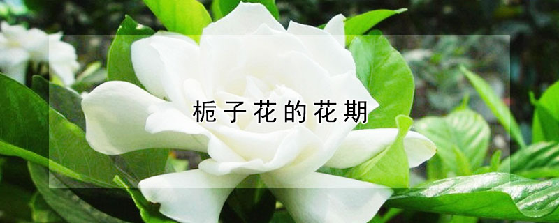 梔子花的花期