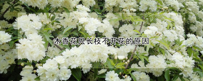 木香花只長(zhǎng)枝不開(kāi)花的原因