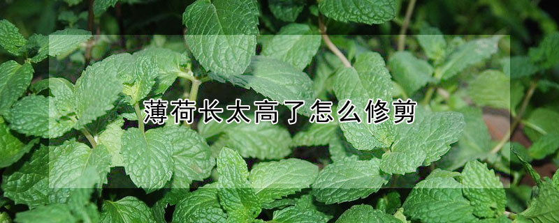 薄荷長(zhǎng)太高了怎么修剪