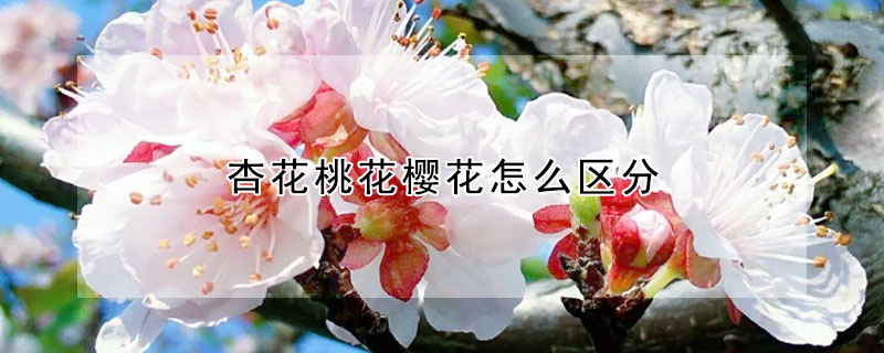 杏花桃花櫻花怎么區分