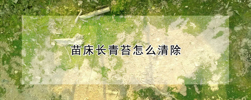 苗床長青苔怎么清除