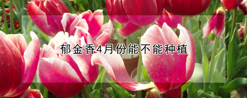 郁金香4月份能不能種植