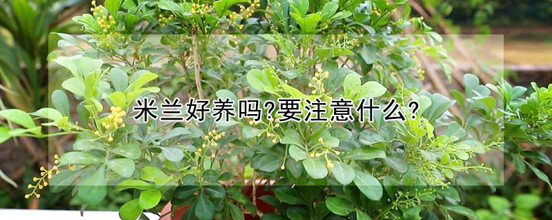 米蘭好養(yǎng)嗎?要注意什么?