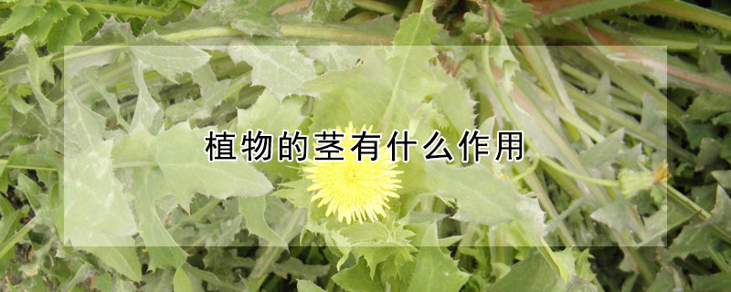 植物的莖有什么作用