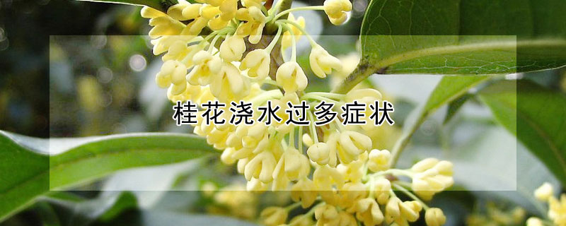 桂花澆水過(guò)多癥狀