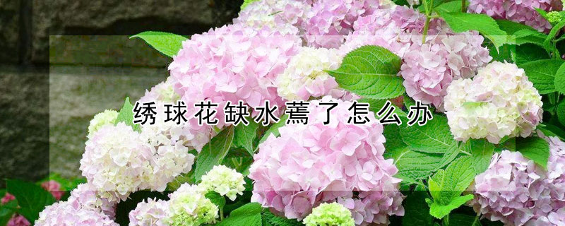 繡球花缺水蔫了怎么辦