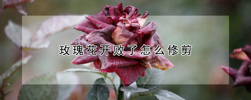 玫瑰花開(kāi)敗了怎么修剪