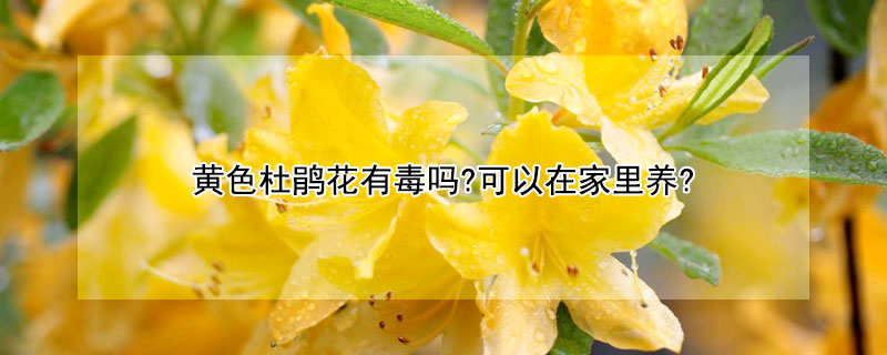 黃色杜鵑花有毒嗎?可以在家里養(yǎng)?