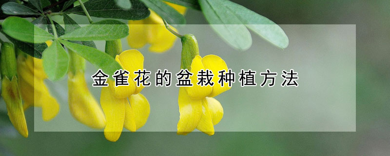 金雀花的盆栽種植方法