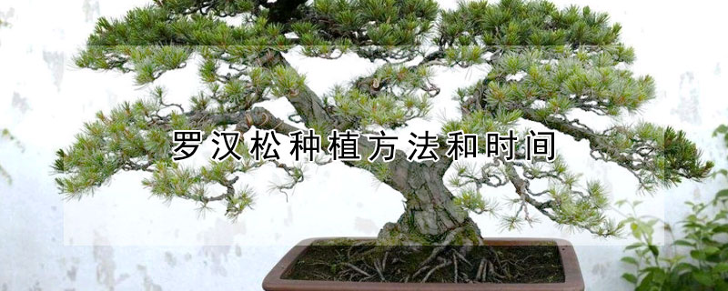 羅漢松種植方法和時間