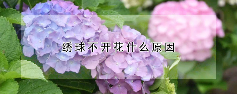 繡球不開(kāi)花什么原因