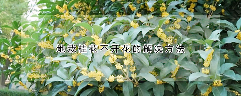 地栽桂花不開(kāi)花的解決方法