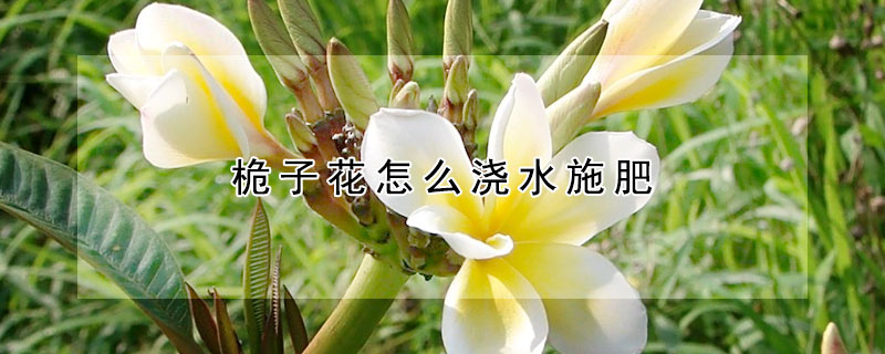 桅子花怎么澆水施肥