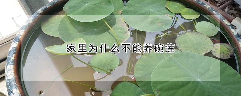 家里為什么不能養(yǎng)碗蓮