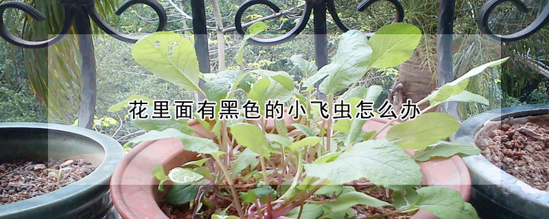 花里面有黑色的小飛蟲怎么辦