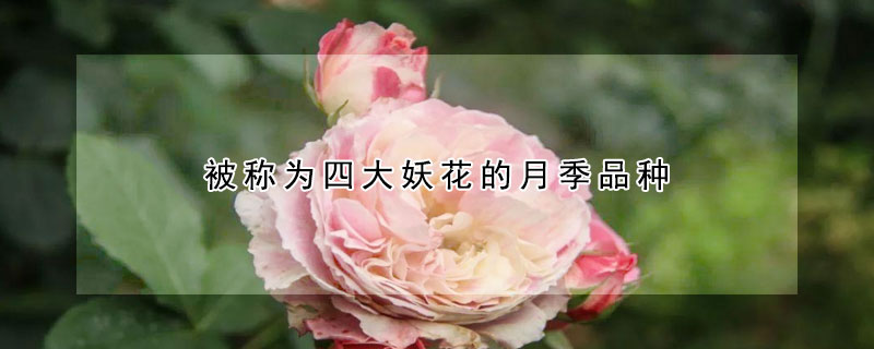 被稱(chēng)為四大妖花的月季品種