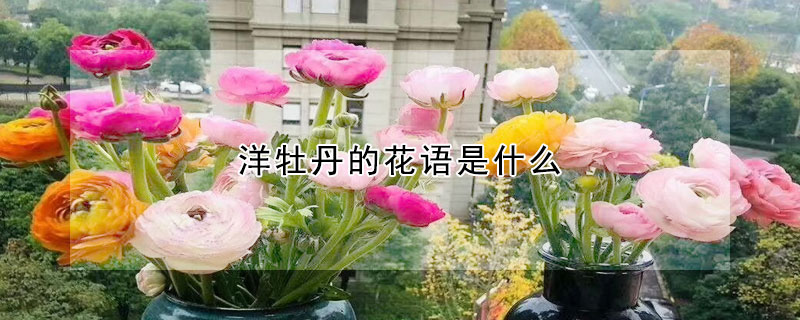 洋牡丹的花語(yǔ)是什么