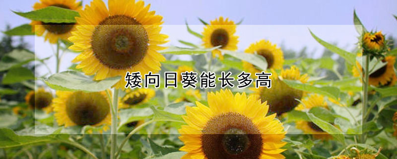 矮向日葵能長(zhǎng)多高