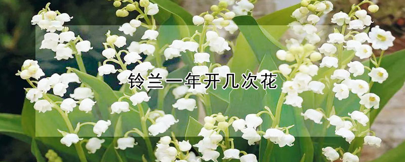 鈴蘭一年開幾次花