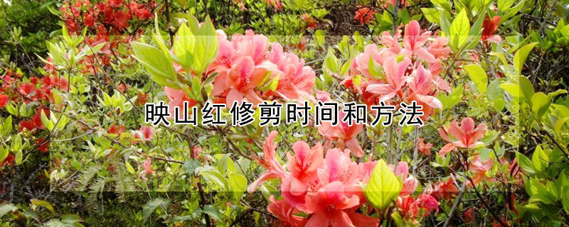 映山紅修剪時間和方法