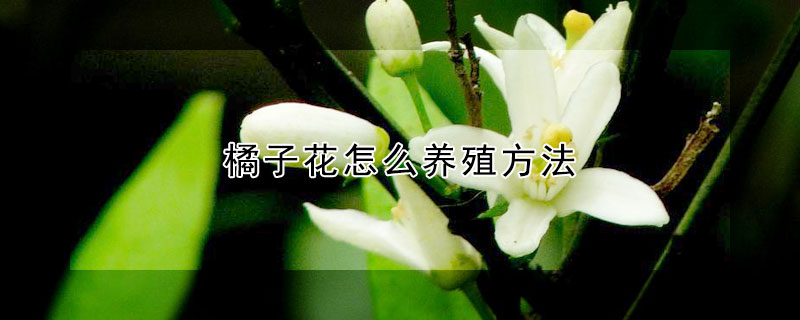 橘子花怎么養殖方法