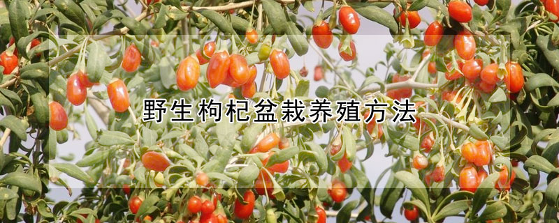 野生枸杞盆栽養(yǎng)殖方法