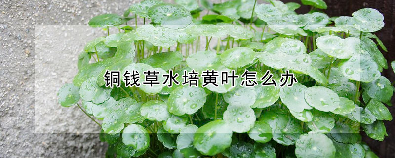 銅錢草水培黃葉怎么辦