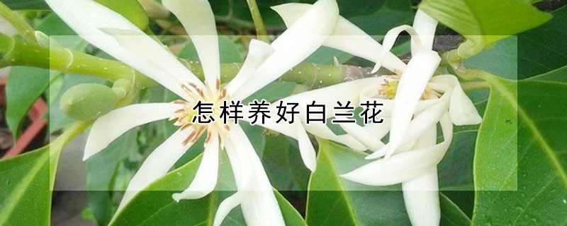 怎樣養(yǎng)好白蘭花