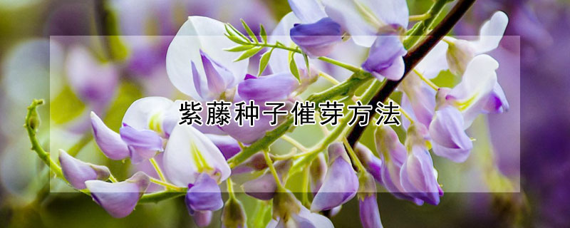 紫藤種子催芽方法