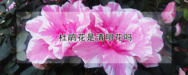 杜鵑花是清明花嗎