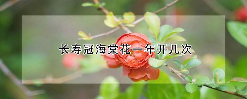 長(zhǎng)壽冠海棠花一年開幾次