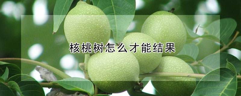 核桃樹怎么才能結果