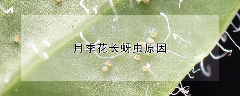 月季花長(zhǎng)蚜蟲(chóng)原因