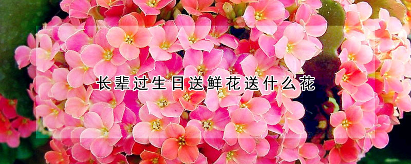 長輩過生日送鮮花送什么花