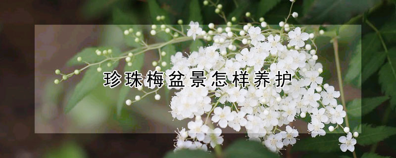 珍珠梅盆景怎樣養(yǎng)護(hù)