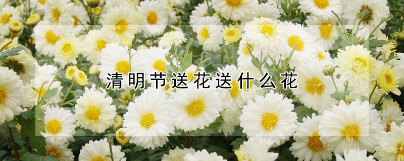 清明節(jié)送花送什么花