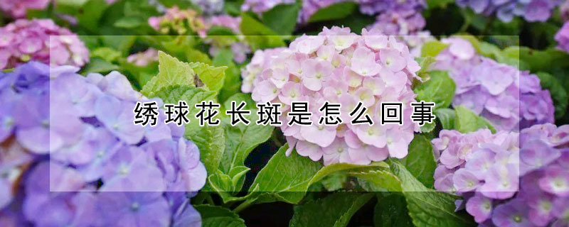 繡球花長(zhǎng)斑是怎么回事