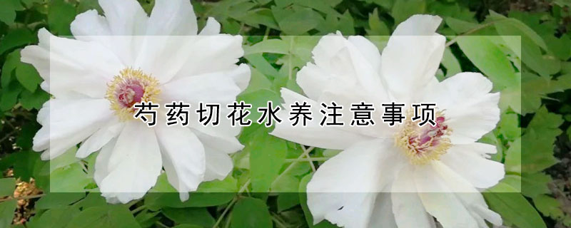 芍藥切花水養(yǎng)注意事項(xiàng)