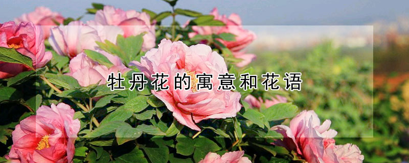 牡丹花的寓意和花語