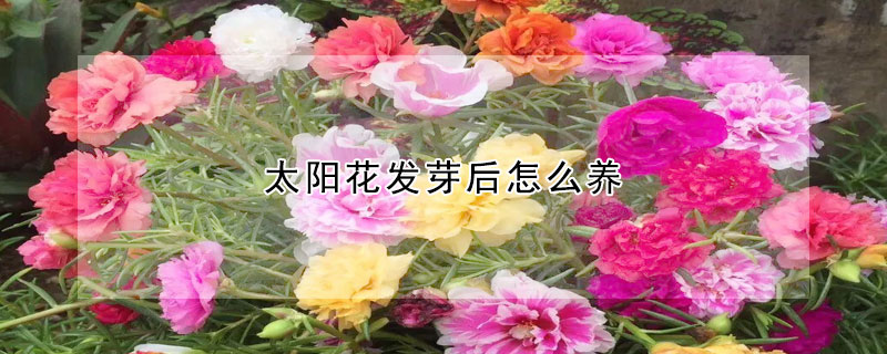 太陽花發(fā)芽后怎么養(yǎng)