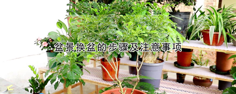 盆景換盆的步驟及注意事項