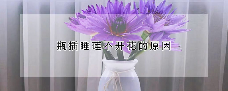 瓶插睡蓮不開花的原因