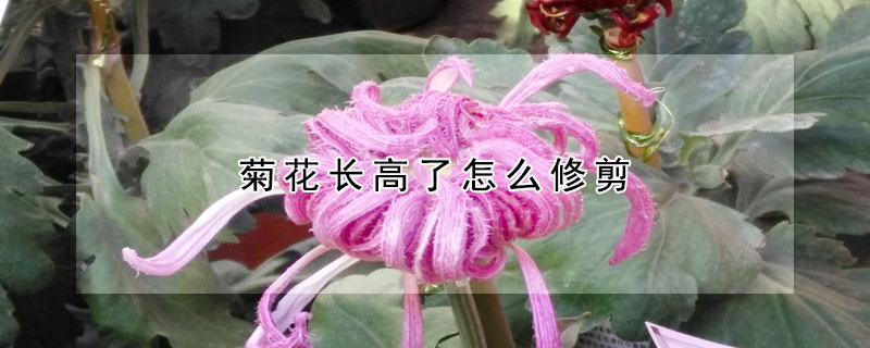 菊花長(zhǎng)高了怎么修剪