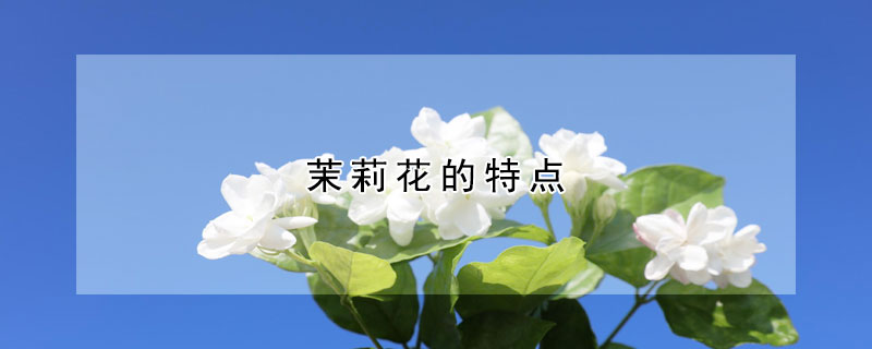 茉莉花的特點(diǎn)